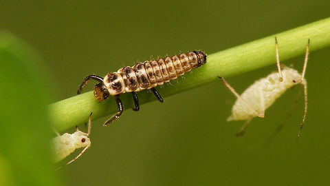 Coccinella miranda - L2 Second stadium larva of Coccinella miranda, still somewhat teneral Coccinella,Coccinella miranda,Coccinellidae,Coccinellinae,La Palma (Canary Islands),Ladybird,larva,teneral