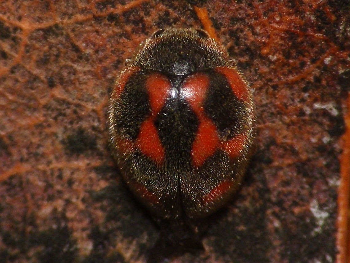 Rodolia cardinalis - dorsal  Coccidulinae,Coccinellidae,Geotagged,La Palma (Canary Islands),Ladybird,Noviini,Rodolia,Rodolia cardinalis,Spain,nl: Kardinaalslieveheersbeestje