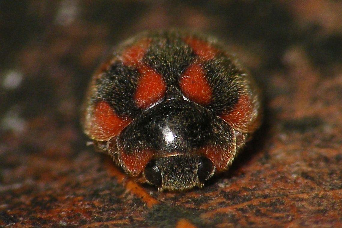 Rodolia cardinalis - Mugshot  Coccidulinae,Coccinellidae,Geotagged,La Palma (Canary Islands),Ladybird,Noviini,Rodolia,Rodolia cardinalis,Spain,nl: Kardinaalslieveheersbeestje