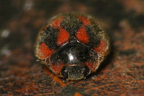 Rodolia cardinalis - Mugshot  Coccidulinae,Coccinellidae,Geotagged,La Palma (Canary Islands),Ladybird,Noviini,Rodolia,Rodolia cardinalis,Spain,nl: Kardinaalslieveheersbeestje