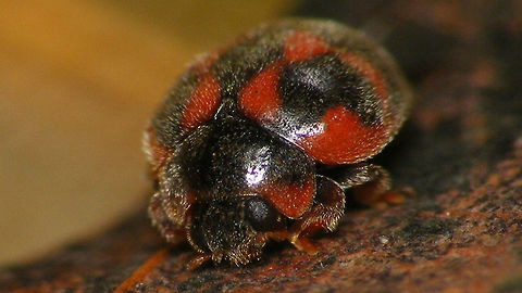 Rodolia cardinalis - portrait  Coccidulinae,Coccinellidae,Geotagged,La Palma (Canary Islands),Ladybird,Noviini,Rodolia,Rodolia cardinalis,Spain,nl: Kardinaalslieveheersbeestje