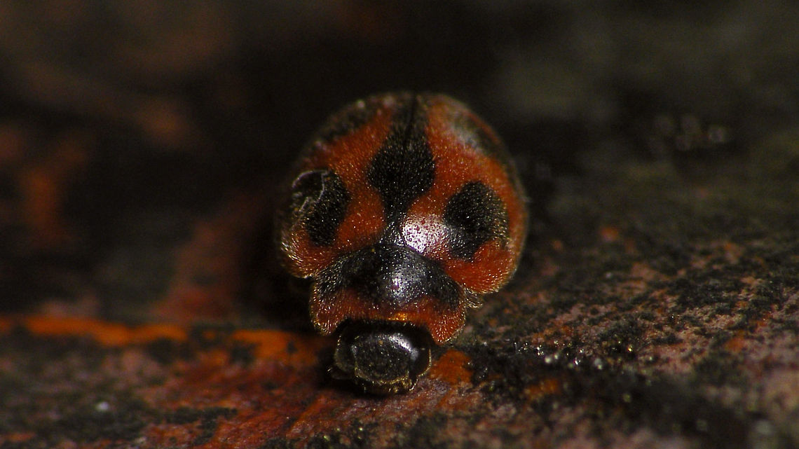 Rodolia cardinalis  Coccidulinae,Coccinellidae,Geotagged,La Palma (Canary Islands),Ladybird,Noviini,Rodolia,Rodolia cardinalis,Spain,nl: Kardinaalslieveheersbeestje