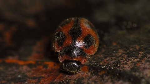 Rodolia cardinalis  Coccidulinae,Coccinellidae,Geotagged,La Palma (Canary Islands),Ladybird,Noviini,Rodolia,Rodolia cardinalis,Spain,nl: Kardinaalslieveheersbeestje