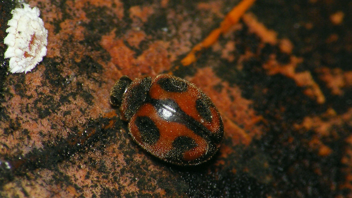 Rodolia cardinalis w. Mealy Bug  Coccidulinae,Coccinellidae,Geotagged,La Palma (Canary Islands),Ladybird,Noviini,Rodolia,Rodolia cardinalis,Spain,nl: Kardinaalslieveheersbeestje