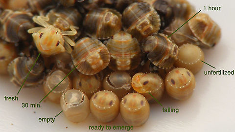 Acrosternum rubescens - Hatching explained Version of the image below, with text added to identify what's going on
https://www.jungledragon.com/image/77301/acrosternum_rubescens_-_emerging.html Acrosternum,Acrosternum rubescens,Eggs,Emerging,Hatching,La Palma (Canary Islands),Pentatomidae,nymph