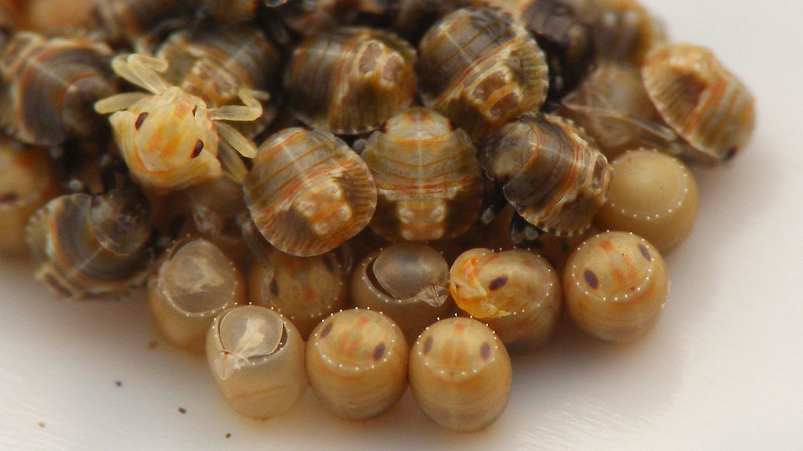 Acrosternum rubescens - Hatching Nymphs emerging from batch of eggs from this image:<br />
<figure class="photo"><a href="https://www.jungledragon.com/image/77021/acrosternum_rubescens_-_fresh_eggs.html" title="Acrosternum rubescens - Fresh eggs"><img src="https://s3.amazonaws.com/media.jungledragon.com/images/3043/77021_thumb.jpg?AWSAccessKeyId=05GMT0V3GWVNE7GGM1R2&Expires=1767225610&Signature=cIFIwf2q7sHSQnRqP6ObXXk0wIU%3D" width="200" height="114" alt="Acrosternum rubescens - Fresh eggs For discussion see with this image:<br />
https://www.jungledragon.com/image/77020/acrosternum_rubescens_-_female.html Acrosternum,Acrosternum rubescens,Eggs,La Palma (Canary Islands),Pentatomidae,oviposition" /></a></figure> <br />
Below a version of the same image with some text added to identify what is going on<br />
<figure class="photo"><a href="https://www.jungledragon.com/image/77300/acrosternum_rubescens_-_hatching_explained.html" title="Acrosternum rubescens - Hatching explained"><img src="https://s3.amazonaws.com/media.jungledragon.com/images/3043/77300_thumb.jpg?AWSAccessKeyId=05GMT0V3GWVNE7GGM1R2&Expires=1767225610&Signature=PfaSnknJRLamx4UhOaaud9aZoJA%3D" width="200" height="114" alt="Acrosternum rubescens - Hatching explained Version of the image below, with text added to identify what&#039;s going on<br />
https://www.jungledragon.com/image/77301/acrosternum_rubescens_-_emerging.html Acrosternum,Acrosternum rubescens,Eggs,Emerging,Hatching,La Palma (Canary Islands),Pentatomidae,nymph" /></a></figure> Acrosternum,Acrosternum rubescens,Eggs,Emerging,Hatching,La Palma (Canary Islands),Pentatomidae,nymph