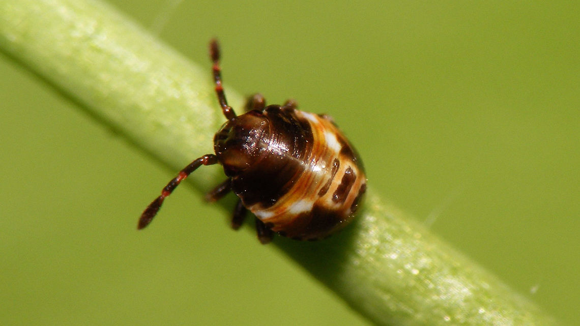 Acrosternum rubescens - 1st stadium First stadium nymph of Acrosternum rubescens, about two days old Acrosternum,Acrosternum rubescens,La Palma (Canary Islands),Pentatomidae,nymph