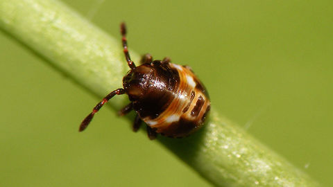 Acrosternum rubescens - 1st stadium First stadium nymph of Acrosternum rubescens, about two days old Acrosternum,Acrosternum rubescens,La Palma (Canary Islands),Pentatomidae,nymph