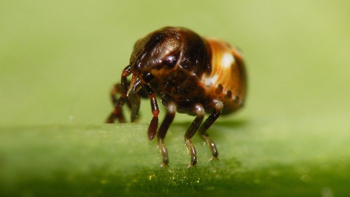 Acrosternum rubescens - 1st stadium w. rostrum showing First stadium nymph of Acrosternum rubescens, about two days old, with rostrum showing, so it can be seen that the rostrum is not functional yet. Normally this little one would still be sitting on the eggs it emerged from, together with its siblings. Acrosternum,Acrosternum rubescens,La Palma (Canary Islands),Pentatomidae,nymph