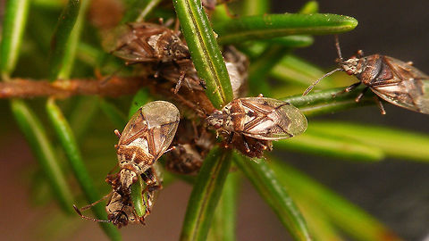 Kleidocerys truncatulus - colour vars  Geotagged,Heteroptera,Kleidocerys,Kleidocerys truncatulus,Lygaeidae,Spain