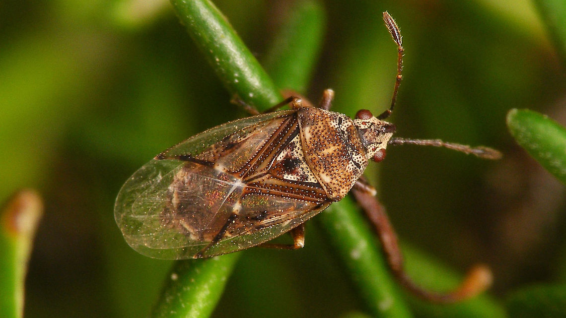 Kleidocerys truncatulus  Geotagged,Heteroptera,Kleidocerys,Kleidocerys truncatulus,Lygaeidae,Spain