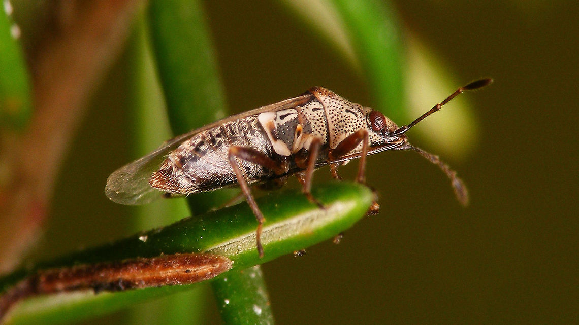 Kleidocerys truncatulus - lateral  Geotagged,Heteroptera,Kleidocerys,Kleidocerys truncatulus,Lygaeidae,Spain