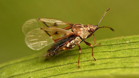 Kleidocerys truncatulus - wings open  Geotagged,Heteroptera,Kleidocerys,Kleidocerys truncatulus,Lygaeidae,Spain