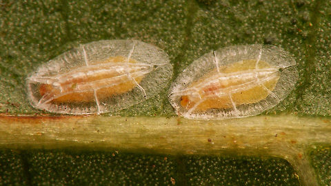 Lichtensia viburni - Male tests w. prepuppa I'm not 100% this would be the prepuppa or the puppa in the tests, but I think the puppae are darker reddish brown and maybe narrower ... (?) Coccidae,Geotagged,Jane's garden,Lichtensia,Lichtensia viburni,Netherlands,Viburnum Cushion Scale,nl: Sneeuwbaldopluis