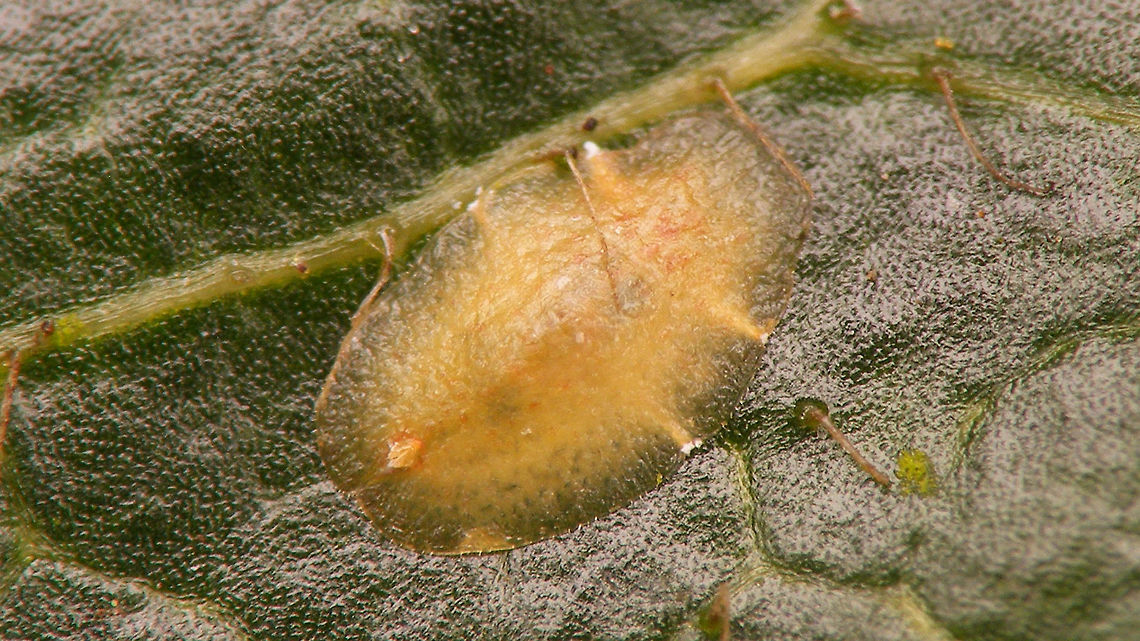 Lichtensia viburni - Larva Not sure about the correct terminology. It being a Hemiptera I would expect this to be called a nymph, but some of the literature I've found talks about larvae or avoids the terminology altogether by just referring to "instar" numbers. This should probably be a 3rd instar. Coccidae,Geotagged,Jane's garden,Lichtensia,Lichtensia viburni,Netherlands,Viburnum Cushion Scale,nl: Sneeuwbaldopluis