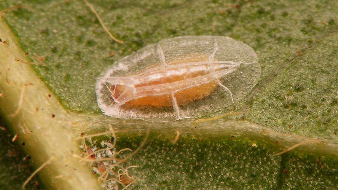 Lichtensia viburni - Male test w. prepuppa I'm not 100% this would be the prepuppa or the puppa in the test, but I think the puppae are darker reddish brown and maybe narrower ... (?) Coccidae,Geotagged,Jane's garden,Lichtensia,Lichtensia viburni,Netherlands,Viburnum Cushion Scale,nl: Sneeuwbaldopluis