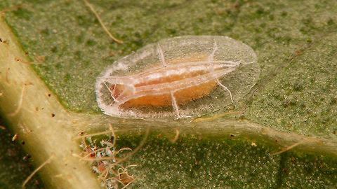 Lichtensia viburni - Male test w. prepuppa I'm not 100% this would be the prepuppa or the puppa in the test, but I think the puppae are darker reddish brown and maybe narrower ... (?) Coccidae,Geotagged,Jane's garden,Lichtensia,Lichtensia viburni,Netherlands,Viburnum Cushion Scale,nl: Sneeuwbaldopluis