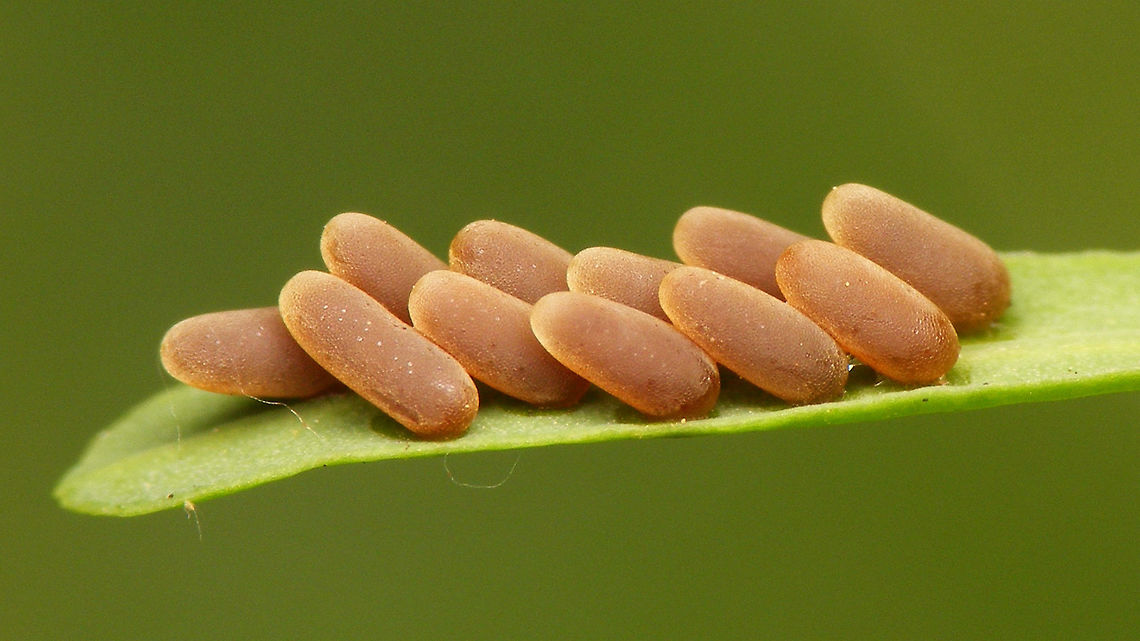 Chrysolina coerulans - Eggs Strangely deposited on Euphorbia, not Mint :o)<br />
A closer look here:<br />
<figure class="photo"><a href="https://www.jungledragon.com/image/77591/chrysolina_coerulans_-_egg_close-up.html" title="Chrysolina coerulans - Egg close-up"><img src="https://s3.amazonaws.com/media.jungledragon.com/images/3043/77591_thumb.jpg?AWSAccessKeyId=05GMT0V3GWVNE7GGM1R2&Expires=1769040010&Signature=pOOr%2Bg3KmnoD%2Bk9bVH20B%2FqWWCg%3D" width="200" height="114" alt="Chrysolina coerulans - Egg close-up Closer look at one of the eggs in this badge:<br />
https://www.jungledragon.com/image/77590/chrysolina_coerulans_-_eggs.html Chrysolina,Chrysolina Coerulans,Chrysolina coerulans,Chrysomelidae,Chrysomelinae,Eggs,Golden blue leaf beetle,nl: Blauwe muntgoudhaan" /></a></figure> Chrysolina,Chrysolina coerulans,Chrysomelidae,Chrysomelinae,Eggs,Golden blue leaf beetle,nl: Blauwe muntgoudhaan
