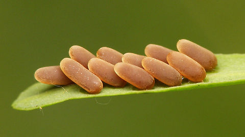 Chrysolina coerulans - Eggs Strangely deposited on Euphorbia, not Mint :o)
A closer look here:
https://www.jungledragon.com/image/77591/chrysolina_coerulans_-_egg_close-up.html Chrysolina,Chrysolina coerulans,Chrysomelidae,Chrysomelinae,Eggs,Golden blue leaf beetle,nl: Blauwe muntgoudhaan