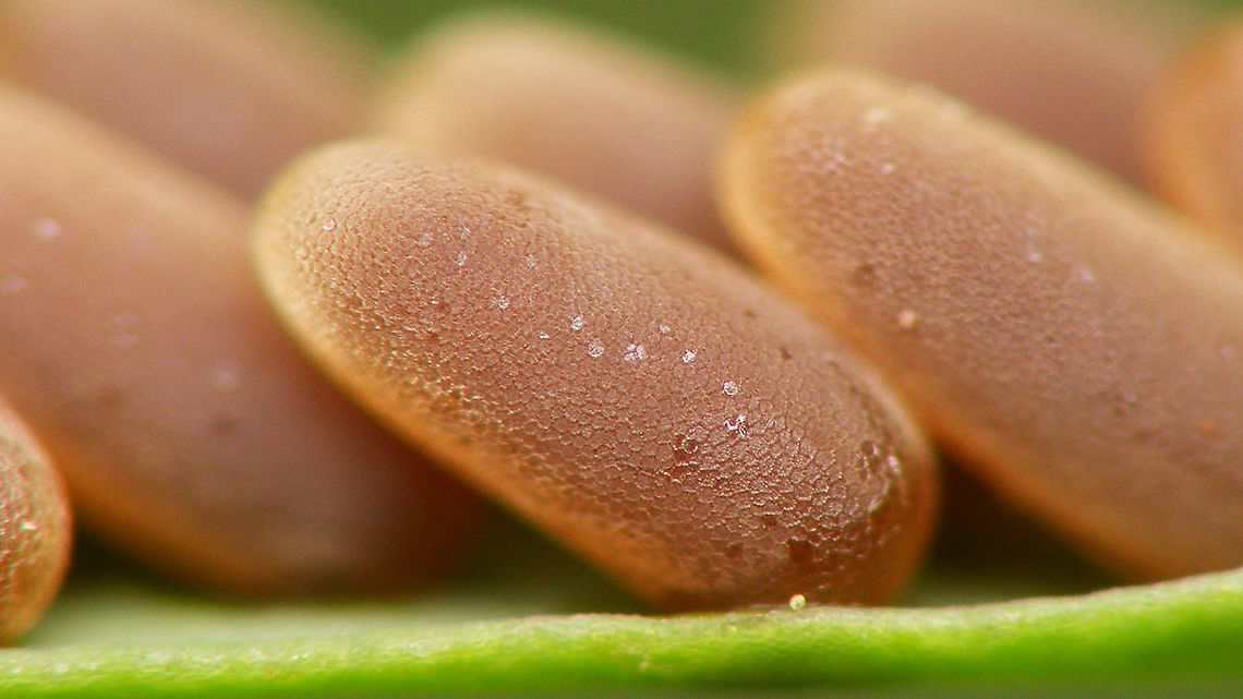 Chrysolina coerulans - Egg close-up Closer look at one of the eggs in this badge:<br />
<figure class="photo"><a href="https://www.jungledragon.com/image/77590/chrysolina_coerulans_-_eggs.html" title="Chrysolina coerulans - Eggs"><img src="https://s3.amazonaws.com/media.jungledragon.com/images/3043/77590_thumb.jpg?AWSAccessKeyId=05GMT0V3GWVNE7GGM1R2&Expires=1769040010&Signature=YqPM%2B68Z0iVDrL%2Bw9VYqMyREE7g%3D" width="200" height="114" alt="Chrysolina coerulans - Eggs Strangely deposited on Euphorbia, not Mint :o)<br />
A closer look here:<br />
https://www.jungledragon.com/image/77591/chrysolina_coerulans_-_egg_close-up.html Chrysolina,Chrysolina coerulans,Chrysomelidae,Chrysomelinae,Eggs,Golden blue leaf beetle,nl: Blauwe muntgoudhaan" /></a></figure> Chrysolina,Chrysolina Coerulans,Chrysolina coerulans,Chrysomelidae,Chrysomelinae,Eggs,Golden blue leaf beetle,nl: Blauwe muntgoudhaan