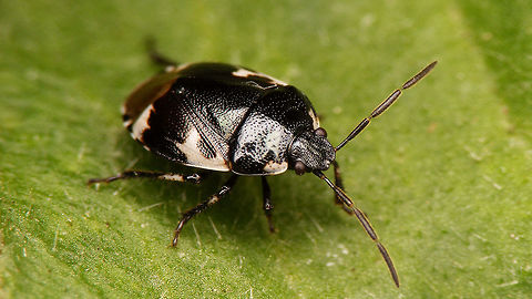 Tritomegas bicolor Strangely we do already have images of Tritomegas sexmaculatus, but not of the more common T. bicolor ... Cydnidae,Heteroptera,Pentatomoidea,Pentatomorpha,Pied shield bug,Tritomegas,Tritomegas bicolor,nl: Dovenetelgraafwants