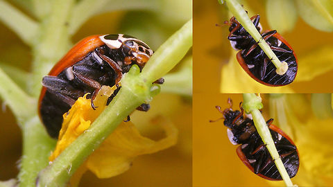 Hippodamia variegata - Ventral views  Coccinellidae,Hippodamia,Hippodamia variegata,Ladybird,nl: Ruigtelieveheersbeestje