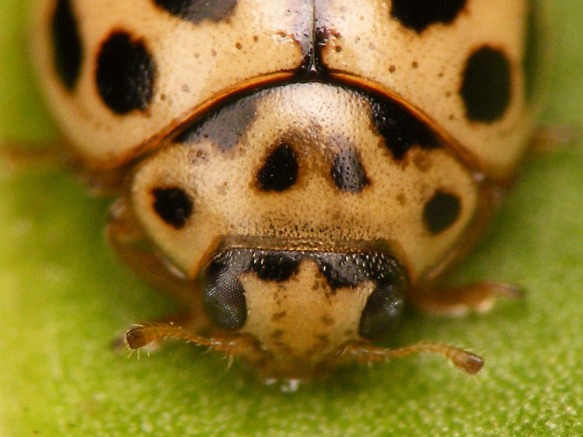 Tytthaspis sedecimpunctata - mugshot (male) Just noticed that my list of mugshots was still one short to qualify as bona fide, so I&#039;ll just add this Q&amp;D one that was sitting on my travel laptop :o)<br />
<ul class="collections-simple"><li><a href="https://www.jungledragon.com/list/435" title="view as slideshow" class="button slideshow"><em class="fa fa-bookmark"></em>Ladybird mugshots (CC0/Public Domain by Arp)</a></li></ul> Coccinellidae,Coccinellinae,Ladybird,Sixteen-spot Ladybird,Tytthaspis,Tytthaspis sedecimpunctata,nl: Zestienstippelig lieveheersbeestje