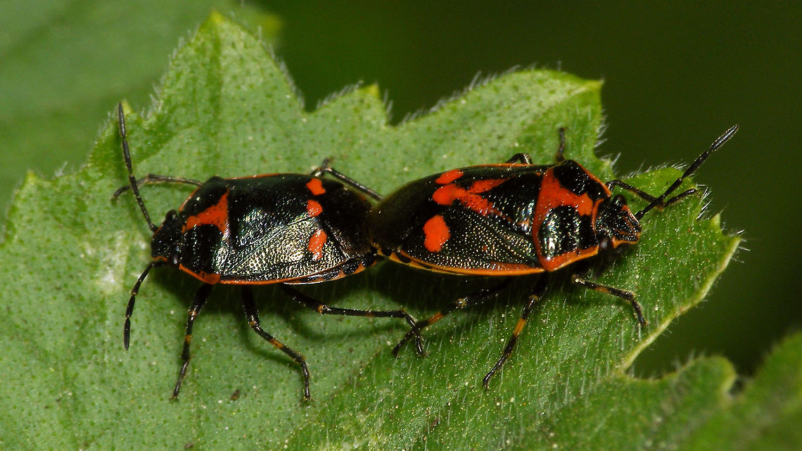 Eurydema oleracea - Copula Note the variation in colour pattern, especially on the scutellum...<br />
More dorsal shot of same scene here:<br />
<figure class="photo"><a href="https://www.jungledragon.com/image/77670/eurydema_oleracea_-_copula_dorsal.html" title="Eurydema oleracea - Copula, dorsal"><img src="https://s3.amazonaws.com/media.jungledragon.com/images/3043/77670_thumb.jpg?AWSAccessKeyId=05GMT0V3GWVNE7GGM1R2&Expires=1759968010&Signature=f%2FWIofdt0JDqyYUNZJRRzTStElA%3D" width="200" height="114" alt="Eurydema oleracea - Copula, dorsal Note the variation in colour pattern, especially on the scutellum...<br />
more dorsal shot of this scene:<br />
https://www.jungledragon.com/image/77669/eurydema_oleracea_-_copula.html Eurydema,Eurydema oleracea,Hemiptera,Heteroptera,Jane&#039;s garden,Pentatomidae,Strachiini,copulation,nl: Koolschidwants" /></a></figure> Eurydema,Eurydema oleracea,Hemiptera,Heteroptera,Jane's garden,Pentatomidae,Strachiini,copulation,nl: Koolschidwants