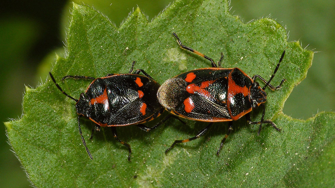 Eurydema oleracea - Copula, dorsal Note the variation in colour pattern, especially on the scutellum...<br />
more dorsal shot of this scene:<br />
<figure class="photo"><a href="https://www.jungledragon.com/image/77669/eurydema_oleracea_-_copula.html" title="Eurydema oleracea - Copula"><img src="https://s3.amazonaws.com/media.jungledragon.com/images/3043/77669_thumb.jpg?AWSAccessKeyId=05GMT0V3GWVNE7GGM1R2&Expires=1767225610&Signature=PxFUuyieFCElY%2F9bmjpph3GBpug%3D" width="200" height="114" alt="Eurydema oleracea - Copula Note the variation in colour pattern, especially on the scutellum...<br />
More dorsal shot of same scene here:<br />
https://www.jungledragon.com/image/77670/eurydema_oleracea_-_copula_dorsal.html Eurydema,Eurydema oleracea,Hemiptera,Heteroptera,Jane&#039;s garden,Pentatomidae,Strachiini,copulation,nl: Koolschidwants" /></a></figure> Eurydema,Eurydema oleracea,Hemiptera,Heteroptera,Jane's garden,Pentatomidae,Strachiini,copulation,nl: Koolschidwants