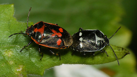 Eurydema oleracea - Copula w. two colour vars Sorry, couldn't resist adding this one too, especially since I'm pretty sure the female is the same as in the combo below :o)
https://www.jungledragon.com/image/77669/eurydema_oleracea_-_copula.html Eurydema,Eurydema oleracea,Hemiptera,Heteroptera,Jane's garden,Pentatomidae,Strachiini,copulation,nl: Koolschidwants