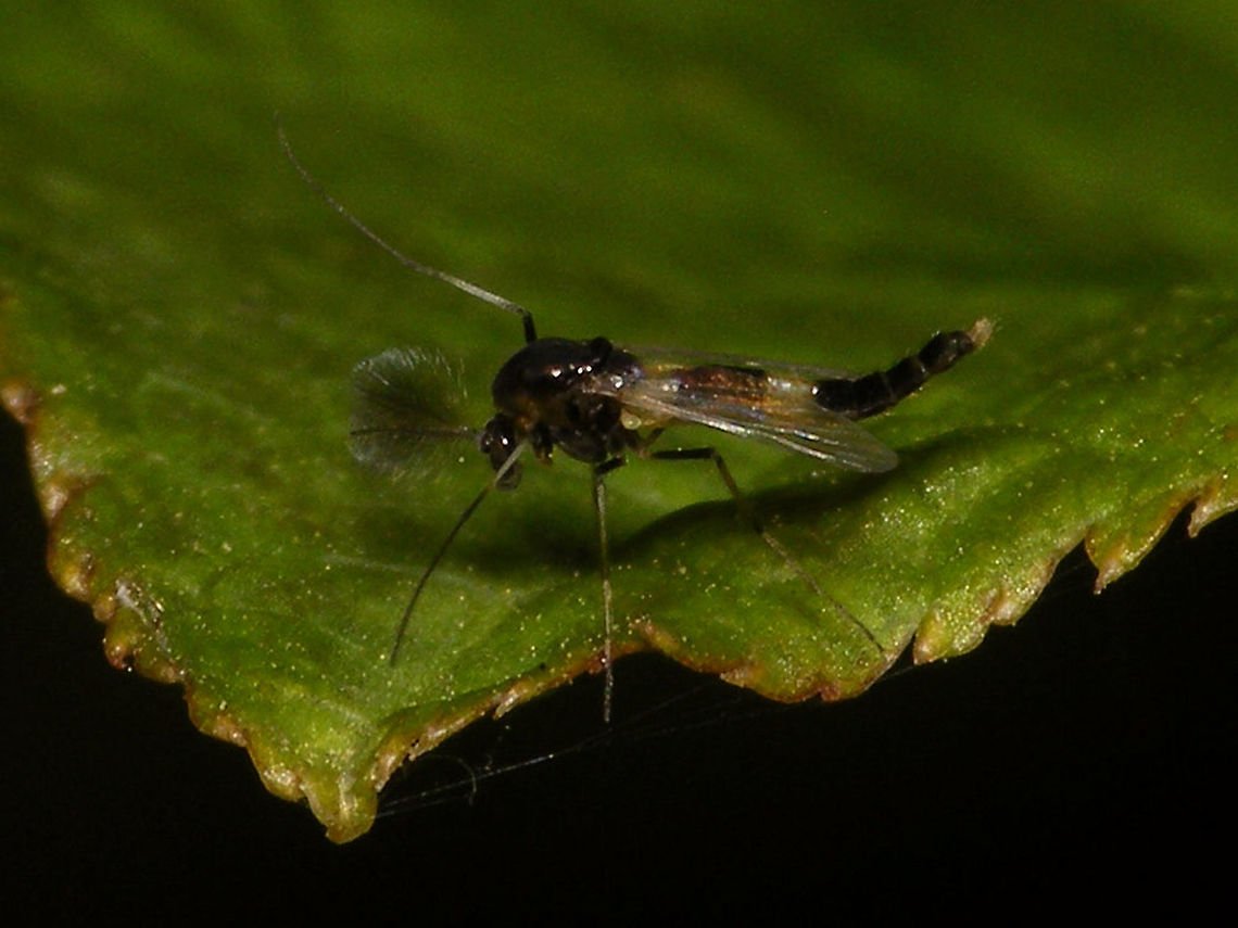 Cricotopus bicinctus - male Very small - in the field I couldn't even see what order it would belong to, just that it had conspicuous colouring. Only got the one shot before it was gone. Not 100% sure of the ID (just looking at images), but will try to get confirmation. Chironomidae,Cricotopus,Cricotopus bicinctus,Geotagged,Netherlands