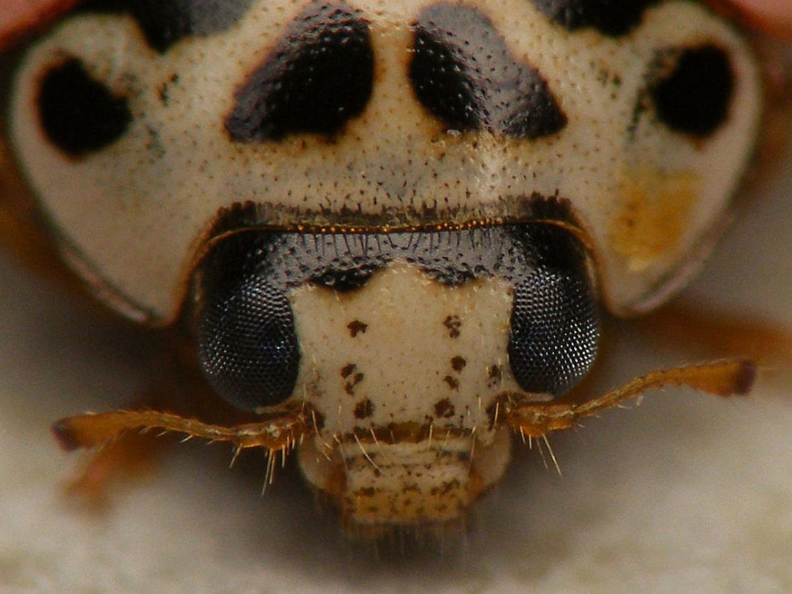 Oenopia conglobata - mugshot  Coccinellidae,Coccinellinae,Coleoptera,Oenopia,Oenopia conglobata,compound eyes,nl: Vloeivleklieveheersbeestje