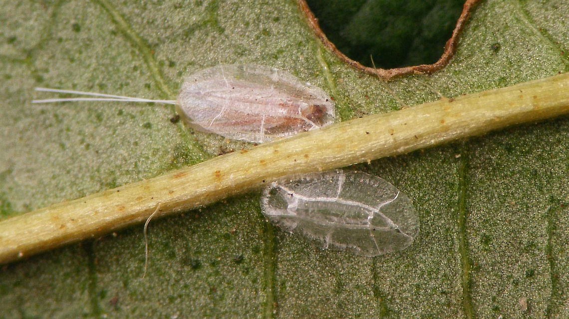 Lichtensia viburni - male still in test Adult male of the Viburnum Cushion Scale (Lichtensia viburni), fully developed with tail appendages and all, but still sitting in the shelter of it's test. The test below has already been evacuated. Coccidae,Jane's garden,Lichtensia,Lichtensia viburni,Netherlands,Viburnum Cushion Scale,nl: Sneeuwbaldopluis