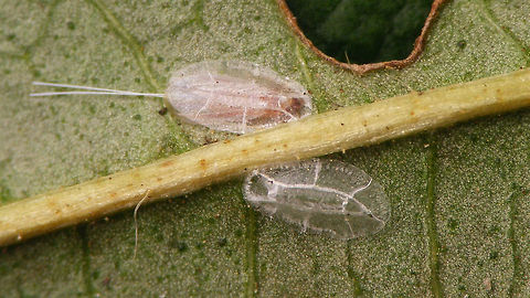 Lichtensia viburni - male still in test Adult male of the Viburnum Cushion Scale (Lichtensia viburni), fully developed with tail appendages and all, but still sitting in the shelter of it's test. The test below has already been evacuated. Coccidae,Jane's garden,Lichtensia,Lichtensia viburni,Netherlands,Viburnum Cushion Scale,nl: Sneeuwbaldopluis