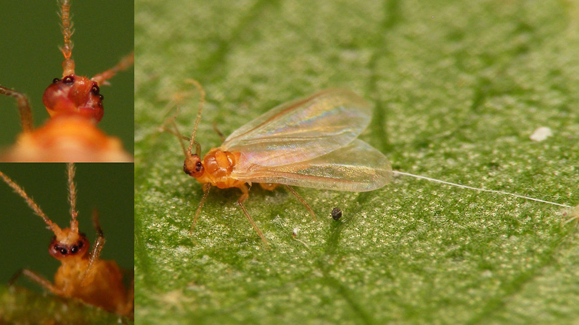 Lichtensia viburni - adult male w details of head Adult male of the Viburnum Cushion Scale (Lichtensia viburni) with details of top and bottom of very strangely configured(!) head.<br />
Same dude as single shot here:<br />
<figure class="photo"><a href="https://www.jungledragon.com/image/78088/lichtensia_viburni_-_adult_male.html" title="Lichtensia viburni - adult male"><img src="https://s3.amazonaws.com/media.jungledragon.com/images/3043/78088_thumb.jpg?AWSAccessKeyId=05GMT0V3GWVNE7GGM1R2&Expires=1770854410&Signature=yJ5T8%2FO1Q0TM8ToPy72HEZZEawE%3D" width="200" height="114" alt="Lichtensia viburni - adult male Adult male of the Viburnum Cushion Scale (Lichtensia viburni) - note that one of the two waxy tail appendages seems to have been severed.<br />
Same dude with details of top and bottom of very strangely configured head:<br />
https://www.jungledragon.com/image/78086/lichtensia_viburni_-_adult_male_w_details_of_head.html Coccidae,Jane's garden,Lichtensia,Lichtensia viburni,Netherlands,Viburnum Cushion Scale,nl: Sneeuwbaldopluis" /></a></figure> Coccidae,Jane's garden,Lichtensia,Lichtensia viburni,Netherlands,Viburnum Cushion Scale,nl: Sneeuwbaldopluis