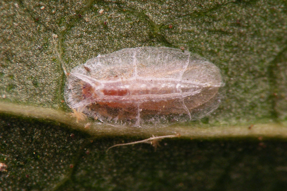 Lichtensia viburni - adult male in test no tail Not quite sure what&#039;s going on here ... the male in the test has clearly emerged from the pupa (fully developed wings visible), but there are no tail appendages sticking out (yet?). Might be that these will only start growing now and that the male will not emerge until these are fully done (I&#039;ve seen tests with shorter and longer appendages sticking out), or maybe the thin waxy wires have already been pulled or rubbed off somehow (?!?)  Coccidae,Jane's garden,Lichtensia,Lichtensia viburni,Netherlands,Viburnum Cushion Scale,nl: Sneeuwbaldopluis