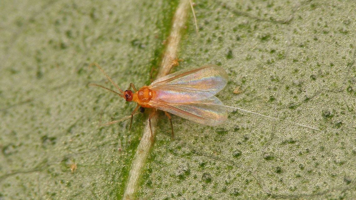 Lichtensia viburni - adult male Adult male of the Viburnum Cushion Scale (Lichtensia viburni) - note that one of the two waxy tail appendages seems to have been severed.<br />
Same dude with details of top and bottom of very strangely configured head:<br />
<figure class="photo"><a href="https://www.jungledragon.com/image/78086/lichtensia_viburni_-_adult_male_w_details_of_head.html" title="Lichtensia viburni - adult male w details of head"><img src="https://s3.amazonaws.com/media.jungledragon.com/images/3043/78086_thumb.jpg?AWSAccessKeyId=05GMT0V3GWVNE7GGM1R2&Expires=1767225610&Signature=6RMWKIEe4MHwHad2P46dFAaw%2FWo%3D" width="200" height="114" alt="Lichtensia viburni - adult male w details of head Adult male of the Viburnum Cushion Scale (Lichtensia viburni) with details of top and bottom of very strangely configured(!) head.<br />
Same dude as single shot here:<br />
https://www.jungledragon.com/image/78088/lichtensia_viburni_-_adult_male.html Coccidae,Jane&#039;s garden,Lichtensia,Lichtensia viburni,Netherlands,Viburnum Cushion Scale,nl: Sneeuwbaldopluis" /></a></figure> Coccidae,Jane's garden,Lichtensia,Lichtensia viburni,Netherlands,Viburnum Cushion Scale,nl: Sneeuwbaldopluis
