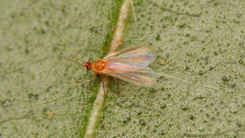 Lichtensia viburni - adult male Adult male of the Viburnum Cushion Scale (Lichtensia viburni) - note that one of the two waxy tail appendages seems to have been severed.
Same dude with details of top and bottom of very strangely configured head:
https://www.jungledragon.com/image/78086/lichtensia_viburni_-_adult_male_w_details_of_head.html Coccidae,Jane's garden,Lichtensia,Lichtensia viburni,Netherlands,Viburnum Cushion Scale,nl: Sneeuwbaldopluis