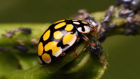 Sospita vigintiguttata - lateral  Coccinellidae,Coccinellinae,Coleoptera,Jane's garden,Sospita,Sospita vigintiguttata,nl: Twintigvleklieveheersbeestje