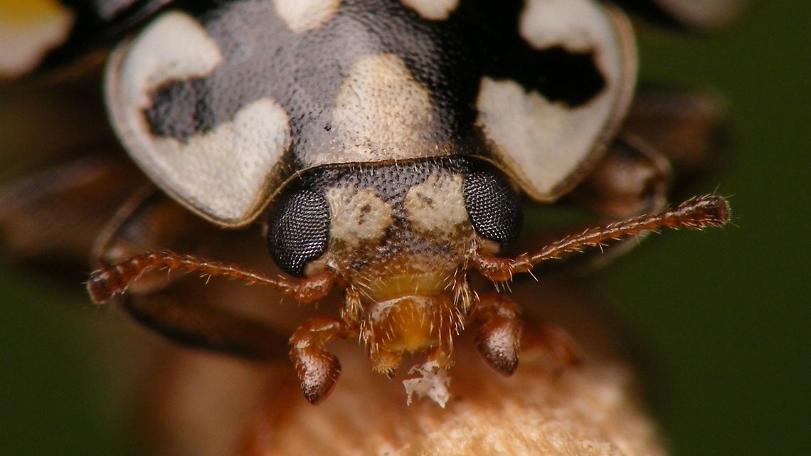 Sospita vigintiguttata - mugshot  Coccinellidae,Coccinellinae,Coleoptera,Jane's garden,Sospita,Sospita vigintiguttata,nl: Twintigvleklieveheersbeestje