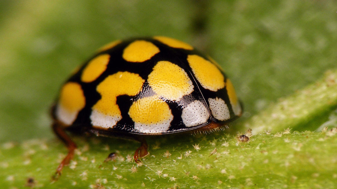 Sospita vigintiguttata - rear  Coccinellidae,Coccinellinae,Coleoptera,Jane's garden,Sospita,Sospita vigintiguttata,nl: Twintigvleklieveheersbeestje
