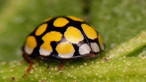 Sospita vigintiguttata - rear  Coccinellidae,Coccinellinae,Coleoptera,Jane's garden,Sospita,Sospita vigintiguttata,nl: Twintigvleklieveheersbeestje