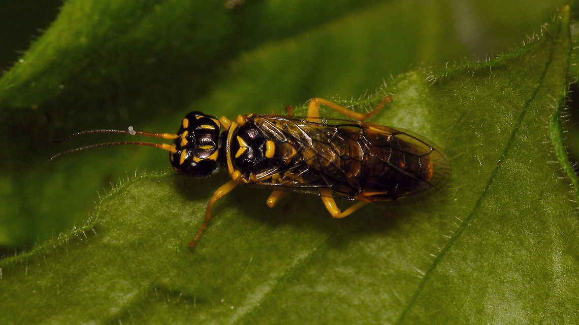 Pamphilius gyllenhali  Pamphiliidae,Pamphilius,Pamphilius gyllenhali,Symphyta,sawfly