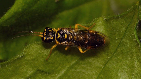 Pamphilius gyllenhali Pamphiliidae,Pamphilius,Pamphilius gyllenhali,Symphyta,sawfly