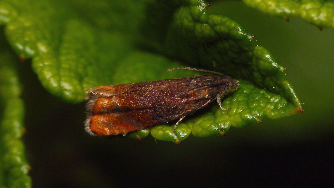 Pammene rhediella Not the best image, but recognizable enough to represent the species ... Fruitlet Mining Tortrix,Grapholitini,Olethreutinae,Pammene,Pammene rhediella,Tortricidae