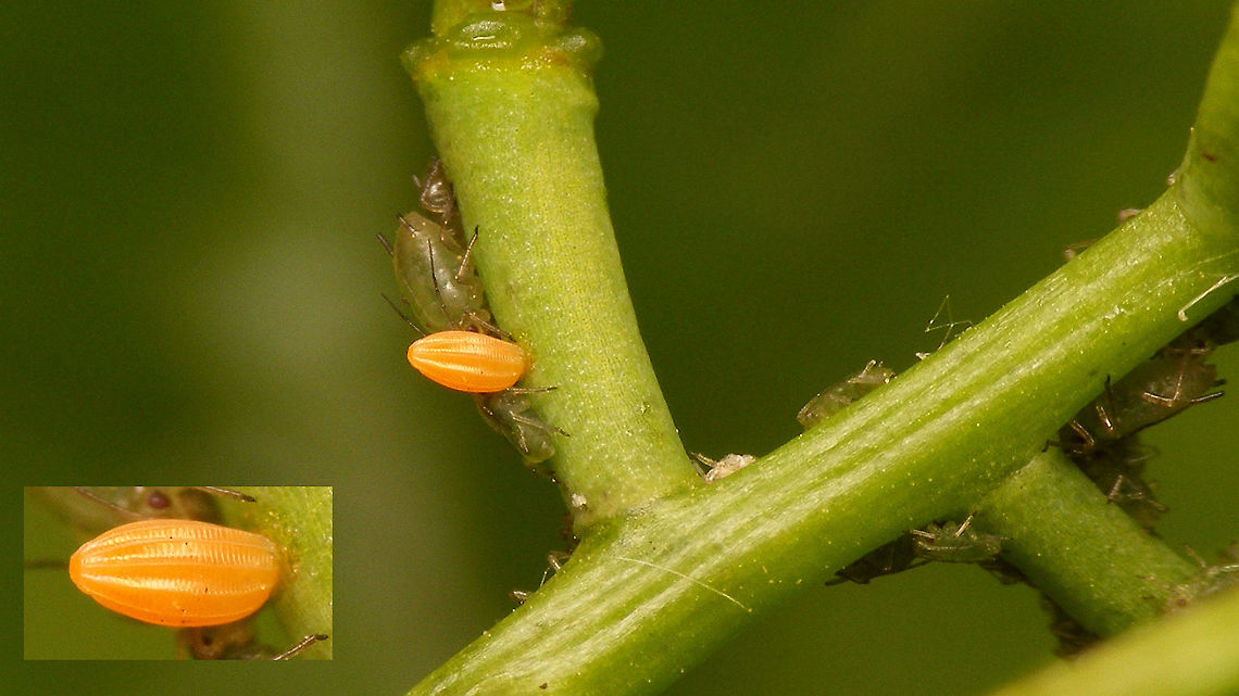 Anthocharis cardamines - Egg n aphids The female Orange Tip (Anthocharis cardamines) will usually lay just one egg on a plant and signal with feromones that the plant is "taken" to warn off other females, assuring that the caterpillar will have the plant to itself and thus will have enough food to complete its development.   Alliaria petiolata,Anthocharis,Anthocharis cardamines,Orange tip,Pieridae,eggs,nl: Oranjetipje