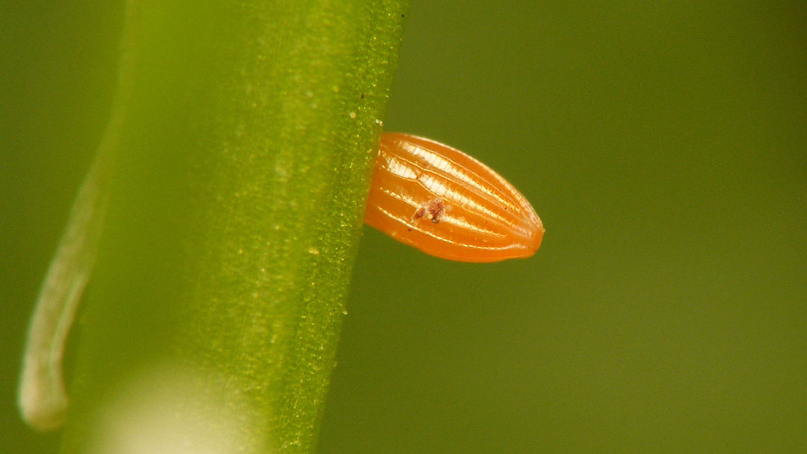 Anthocharis cardamines - Egg close-up The female Orange Tip (Anthocharis cardamines) will usually lay just one egg on a plant and signal with feromones that the plant is &quot;taken&quot; to warn off other females, assuring that the caterpillar will have the plant to itself and thus will have enough food to complete its development.   Anthocharis,Anthocharis cardamines,Eggs,Orange tip,Pieridae,nl: Oranjetipje