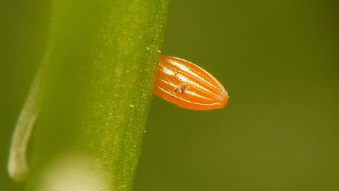 Anthocharis cardamines - Egg close-up The female Orange Tip (Anthocharis cardamines) will usually lay just one egg on a plant and signal with feromones that the plant is "taken" to warn off other females, assuring that the caterpillar will have the plant to itself and thus will have enough food to complete its development.   Anthocharis,Anthocharis cardamines,Eggs,Orange tip,Pieridae,nl: Oranjetipje