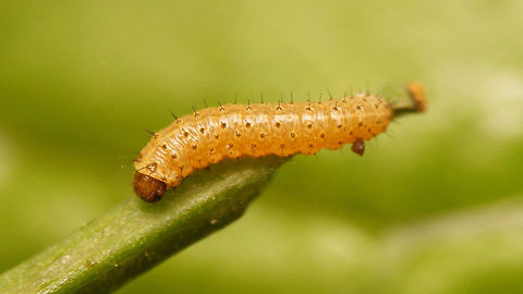 Anthocharis cardamines - Early stadium caterpillar Very small, first or maybe second stadium Anthocharis,Anthocharis cardamines,Caterpillar,Orange tip,Pieridae,nl: Oranjetipje