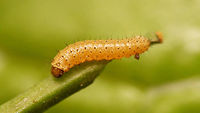 Anthocharis cardamines - Early stadium caterpillar Very small, first or maybe second stadium Anthocharis,Anthocharis cardamines,Caterpillar,Orange tip,Pieridae,nl: Oranjetipje
